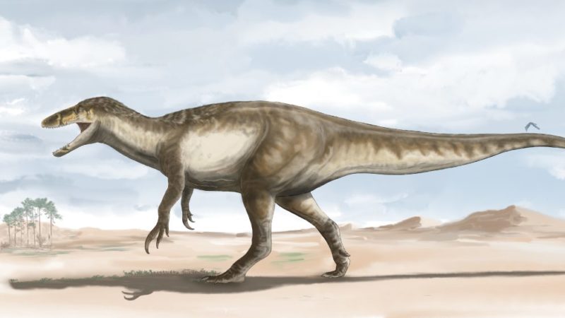 Una nueva especie de dinosaurio carnívoro es descubierta en el sur de